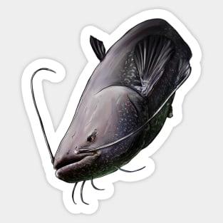 Wels catfish Sticker